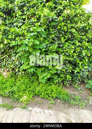 Blätter und junge Efeuttriebe klettern die Mauer hoch. Europäischer Wald. Kriechende Parasitenpflanze. Grünes Laub. Dreiecksblatt. Efeu oder Hedera Stockfoto
