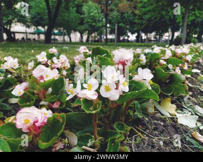 Begonia ist eine Pflanzengattung der Familie Begonia. Dekorative Gartenarbeit. Dekoration von Rasen, Parks, Blumenbeeten, Straßen und Straßen. Begonia Stockfoto