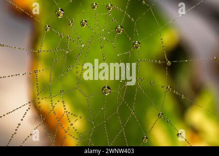 Spinnennetz im Freien in der Natur mit Wassertropfen darauf Stockfoto