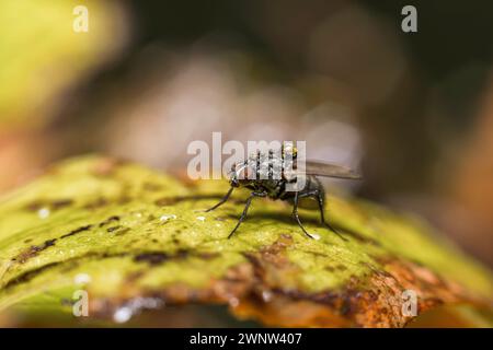 Eine Mcaro-Aufnahme einer Fliege, die auf einem Blatt sitzt, mit Wassertropfen auf dem behaarten Körper Stockfoto