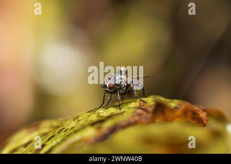 Eine Mcaro-Aufnahme einer Fliege, die auf einem Blatt sitzt, mit Wassertropfen auf dem behaarten Körper Stockfoto