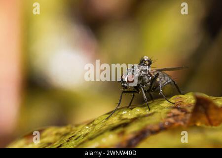 Eine Mcaro-Aufnahme einer Fliege, die auf einem Blatt sitzt, mit Wassertropfen auf dem behaarten Körper Stockfoto