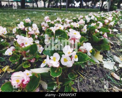 Begonia ist eine Pflanzengattung der Familie Begonia. Dekorative Gartenarbeit. Dekoration von Rasen, Parks, Blumenbeeten, Straßen und Straßen. Begonia Stockfoto