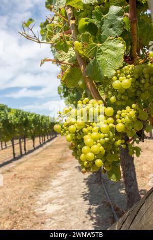 Sauvignon Blanc-Trauben hängen von grünen Reben in Marlborough Neuseeland und warten auf die Ernte auf dem Weingut Stockfoto