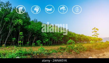 Tourismus und landwirtschaftliche Lernressourcen, Gummiplantage, Flächenvorbereitung für den Kautschukanbau, Gummibaum, Latexkautschukplantage und -Baum Stockfoto
