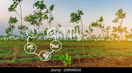 Tourismus und landwirtschaftliche Lernressourcen, Gummiplantage, Flächenvorbereitung für den Kautschukanbau, Gummibaum, Latexkautschukplantage und -Baum Stockfoto