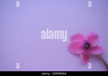 Seitenansicht der Cyclamen-Blume auf rosa lila Hintergrund mit verschwommenem zarten Fokus. Eine Blume mit fünf Blüten, Stiel ohne Blätter. Kopierbereich. Nebelig Stockfoto