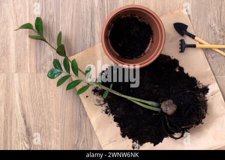 Umtopfen der Hauspflanze Zamioculcas mit Hilfe von schwarzen Garten-Miniwerkzeugen zum Pflanzen von Blumen. Hobby, Herbst Frühling Routine. Heimgärtnerei, Kultivierung Stockfoto