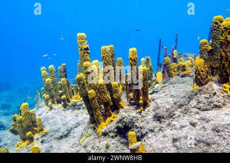 Weichkorallen am Champagne Reef in der Nähe von Roseau, Dominica Stockfoto