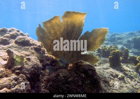 Weichkorallen am Champagne Reef in der Nähe von Roseau, Dominica Stockfoto