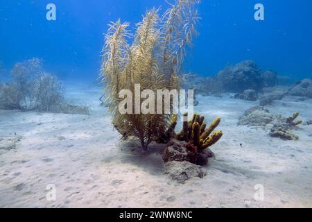 Weichkorallen am Champagne Reef in der Nähe von Roseau, Dominica Stockfoto