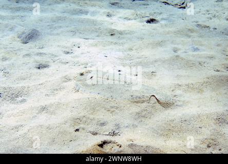 Ein Pfauenflunder (Bothus mancus) in der Karibik, Dominica Stockfoto