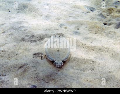 Ein Pfauenflunder (Bothus mancus) in der Karibik, Dominica Stockfoto