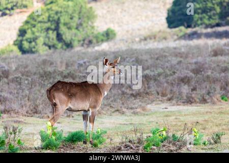 Berg-Nyala (Tragelaphus buxtoni) oder Balbok, große Antilope, die in großen Wäldern in einem kleinen Teil Zentraläthiopiens gefunden wird. Weiblich in Bale Mo Stockfoto