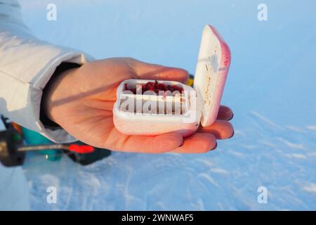 Lebender Blutwurm in einem Kistenbehälter. Rote Würmer für Winterfischen. Eine Frau hält eine Kiste mit Blutwürmern in den Händen und bereitet sich darauf vor, einen Wurm auf einen zu legen Stockfoto