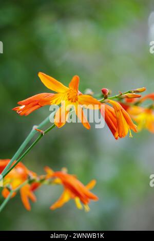 Crocosmia masoniorum (auch als Riesenmontbretia, Tritonia masoniorum bezeichnet) Blüte Stockfoto