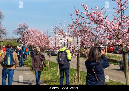 März 2024: Nahaufnahme von Mandelblüten in Neustadt-Gimmeldingen Pfalz. An den nächsten beiden Wochenenden findet in Gimmeldingen das Mandelblütenfest statt was gleichzeitig den Start in die neue Weinfestsaison in der Pfalz bedeutet *** 03 März 2024 Nahaufnahme der Mandelblüten in Neustadt Gimmeldingen Pfalz an den nächsten beiden Wochenenden findet das Mandelblütenfest in Gimmeldingen statt. das ist auch der Beginn der neuen Weinfestsaison in der Pfalz Copyright: xx Stockfoto