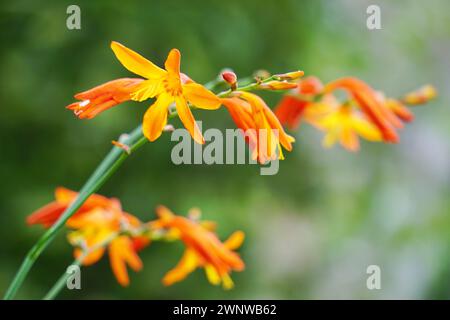 Crocosmia masoniorum (auch als Riesenmontbretia, Tritonia masoniorum bezeichnet) Blüte Stockfoto