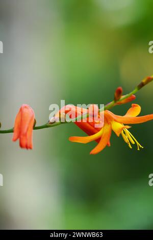 Crocosmia masoniorum (auch als Riesenmontbretia, Tritonia masoniorum bezeichnet) Blüte Stockfoto