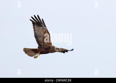 Marsh Harrier (Circus aeruginosus) Unreife männliche Fliegerjagd NWT Cley Marshes Norfolk Februar 2024 Stockfoto