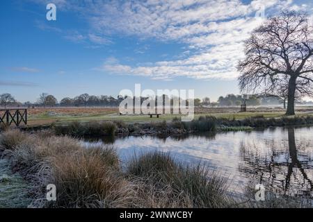 Frischer Morgenspaziergang rund um die Teiche im Bushy Park in der Nähe von London, Großbritannien Stockfoto