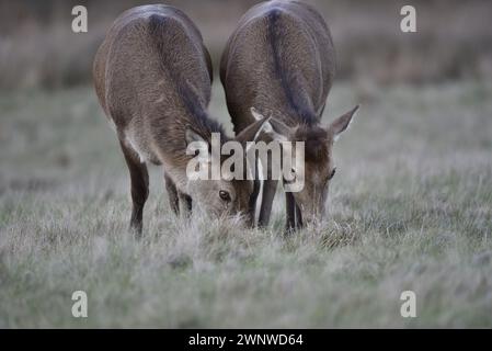 Nahaufnahme von zwei Rothirschen (Cervus elaphus), die mit Blick auf die Kamera grasen, aufgenommen auf Grassy Country Park Clearing in Staffordshire, Großbritannien Stockfoto