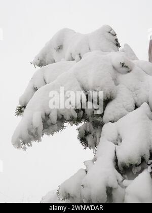 Gattung Thuja der Gymnospermen von Nadelbäumen der Cypressenfamilie Cupressaceae. Der Baum hat sich unter der Schneewehung gebeugt. Die Folgen eines Schneesturms und Stockfoto