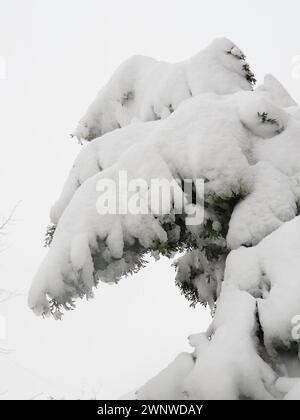 Gattung Thuja der Gymnospermen von Nadelbäumen der Cypressenfamilie Cupressaceae. Der Baum hat sich unter der Schneewehung gebeugt. Die Folgen eines Schneesturms und Stockfoto