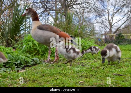 London, Großbritannien. März 2024. Neugeborene ägyptische Gören suchen an milden Tagen in einem Park nach Nahrung. Quelle: Vuk Valcic/Alamy Live News Stockfoto