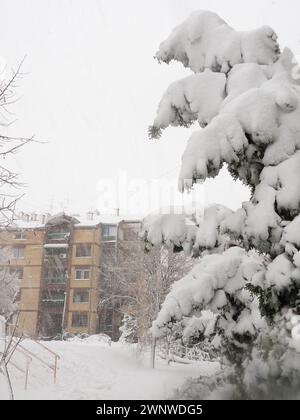 Gattung Thuja der Gymnospermen von Nadelbäumen der Cypressenfamilie Cupressaceae. Der Baum hat sich unter der Schneewehung gebeugt. Die Folgen eines Schneesturms und Stockfoto