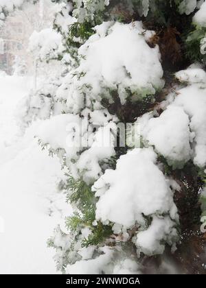 Gattung Thuja der Gymnospermen von Nadelbäumen der Cypressenfamilie Cupressaceae. Der Baum hat sich unter der Schneewehung gebeugt. Die Folgen eines Schneesturms und Stockfoto