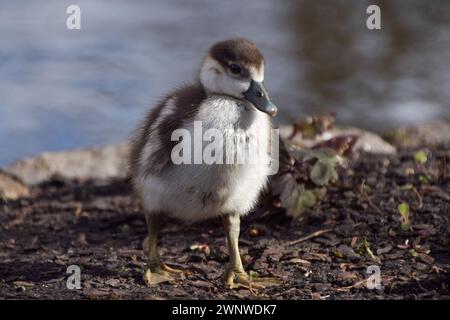 London, Großbritannien. März 2024. Ein neugeborener Ägypter, der an einem milden Tag in einem Park herumschwirrt. Quelle: Vuk Valcic/Alamy Live News Stockfoto