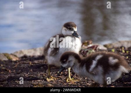 London, Großbritannien. März 2024. Neugeborene ägyptische Gören in einem Park an einem milden Tag. Quelle: Vuk Valcic/Alamy Live News Stockfoto