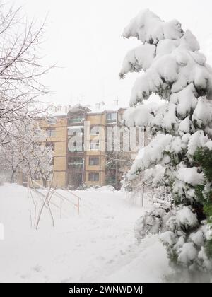 Gattung Thuja der Gymnospermen von Nadelbäumen der Cypressenfamilie Cupressaceae. Der Baum hat sich unter der Schneewehung gebeugt. Die Folgen eines Schneesturms und Stockfoto