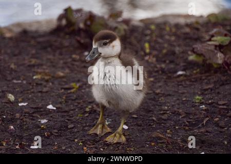 London, Großbritannien. März 2024. Ein neugeborener Ägypter, der an einem milden Tag in einem Park herumschwirrt. Quelle: Vuk Valcic/Alamy Live News Stockfoto