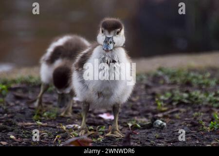 London, Großbritannien. März 2024. Neugeborene ägyptische Gören in einem Park an einem milden Tag. Quelle: Vuk Valcic/Alamy Live News Stockfoto