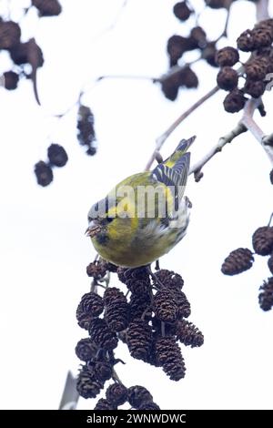 Eurasische Siskin (Carduelis spinus) männliche Fütterung an Erle (Alnus glutinosa) Norfolk Februar 2024 Stockfoto