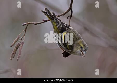 Eurasische Siskin (Carduelis spinus) Weibchen, die Erle (Alnus glutinosa) fressen, Norfolk Februar 2024 Stockfoto