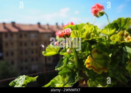 Rosafarbene Geranien auf der Fensterbank. Pelargonium peltatum ist eine Art von pelargonium, die unter den gebräuchlichen Bezeichnungen Pelargonium grandiflorum bekannt ist Stockfoto