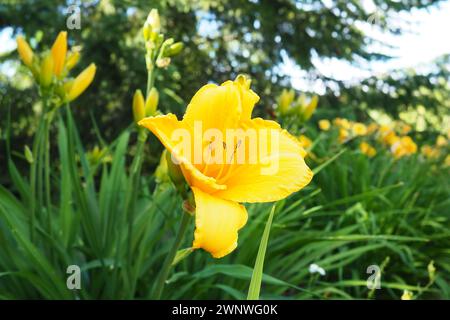 Taglily, oder wunderschön zitronengelb, ist eine wunderschön blühende, mehrjährige Kräuterpflanze. Lange, dünne grüne Blätter. Blühen als Hobby. Hemerocallis Stockfoto