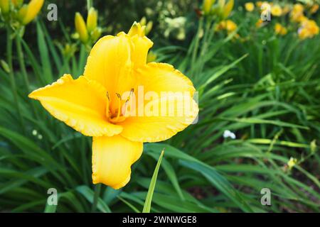 Taglily, oder wunderschön zitronengelb, ist eine wunderschön blühende, mehrjährige Kräuterpflanze. Lange, dünne grüne Blätter. Blühen als Hobby. Hemerocallis Stockfoto