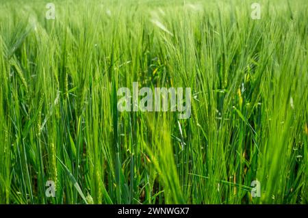 Grashalme im Wind im Vordergrund, grüne Textur der Natur. Stockfoto