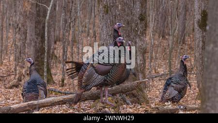 Tom Truthühner an einem Februartag im Norden von Wisconsin. Stockfoto