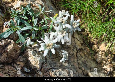 Wilder Edelweiss Alpenstern (leontopodium), in den Dolomiten, Italien Stockfoto