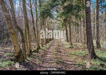 Wildwald am Ufer des Frühjahrs mit Schneeglöckchen und Schneeflocken, die an einem sonnigen Tag blühen Stockfoto