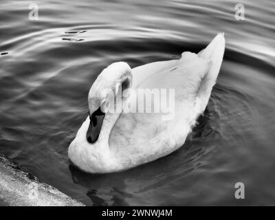 Stummer Schwan Cygnus olor auf dem Wasser. Wunderschöner einsamer weißer Schwan und Kreise auf dem Wasser. Ein großer Vogel in der Nähe des Ufers senkte seinen Kopf. Schwarz und Stockfoto