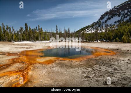 Lebendige heiße Quelle mit dampfendem Wasser, umgeben von farbenfrohen Mineralvorkommen im Yellowstone-Nationalpark Stockfoto