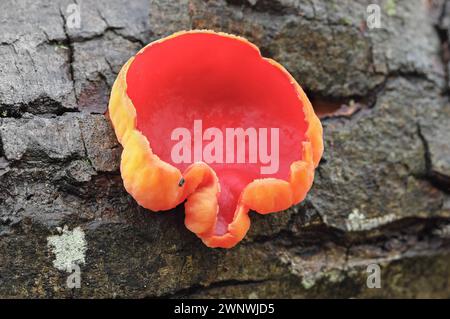 Scarlet Elf Cup Pilze (Sarcoscypha austriaca), Teesdale, County Durham, Vereinigtes Königreich Stockfoto