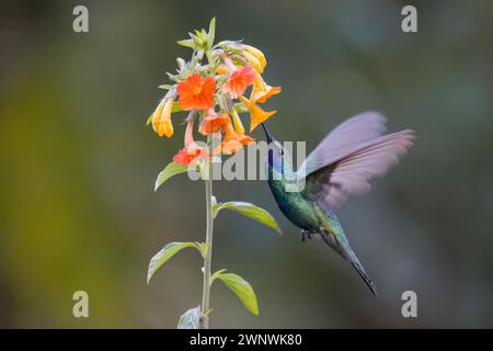Funkelnder Violetear Kolibri, der sich von einer Blume in Kolumbien Südamerika ernährt, aufgenommen in natürlichem Licht Stockfoto