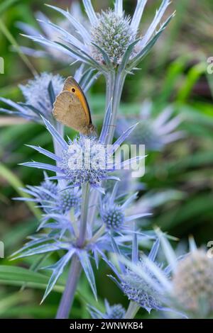 Wiesenbraun, Maniola jurtina, Eryngium bourgatii, silbergeäderte Blätter, kegelartige Blütenköpfe, stachelige, silberblaue Hüllen Stockfoto